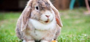 Lustige und originelle Spitznamen für Kaninchen, wie Sie Ihr Haustier an den Namen gewöhnen können