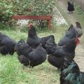 Descripción y características de la raza de pollo gigante de Jersey, producción de huevos.