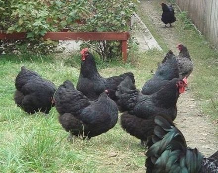 Descrizione e caratteristiche della razza di pollo gigante Jersey, produzione di uova