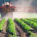 Upute za uporabu herbicida Balerina i stope potrošnje