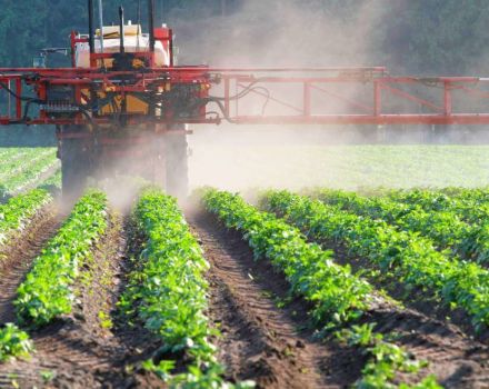 Útmutatások a Balerina herbicid használatához és a fogyasztási arányok