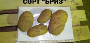 Funkcie pestovania zemiakov odrody Breeze, opis a vlastnosti
