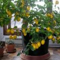 Jak sadzić i uprawiać owoce cytrusowe w domu z nasion
