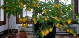 How to plant and grow citrus fruits at home from seed