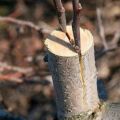 Hoe en wanneer is het voor beginners beter om een ​​peer met verse stekken stap voor stap te planten
