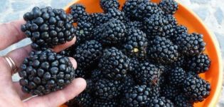 Description and characteristics of Kiova blackberries, reproduction and care