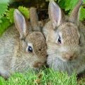 Regeln für die Aufzucht von Kaninchen für Fleisch zu Hause