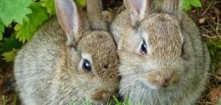 Pravidlá chovu králikov na mäso doma
