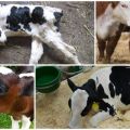 Cause e sintomi della febbre paratifoide nei vitelli, trattamento e prevenzione