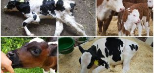 Cause e sintomi della febbre paratifoide nei vitelli, trattamento e prevenzione