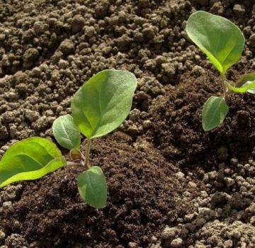 Cách trồng và chăm sóc cà tím trên bãi đất trống, nông nghiệp công nghệ đúng cách