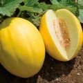 Regeln für den Anbau und die Pflege von Melonen auf freiem Feld für eine gute Ernte