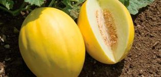 Rules for growing and caring for melons in the open field for a good harvest