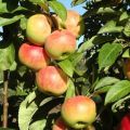 Descrizione e caratteristiche della varietà della varietà di mele colonnari Gin, coltivazione e recensioni di giardinieri sulla cultura