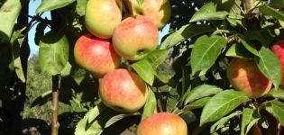 Beskrivning och kännetecken för variationen i den kolonnformiga äppelsorten Gin, odling och recensioner av trädgårdsmästare om kulturen