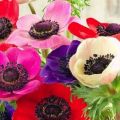 Beskrivelse af sorter og typer anemoner, plantning og pleje i det åbne felt