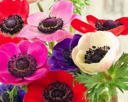 Description of varieties and types of anemones, planting and care in the open field