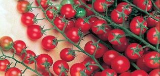 Tatlı milyon domates çeşidinin özellikleri ve tanımı, verimi