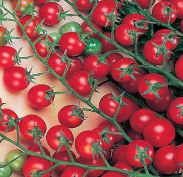 Egenskaber og beskrivelse af tomatsorten Sød million, dens udbytte