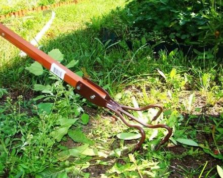 How to effectively control weeds, a description of the best drugs and folk remedies