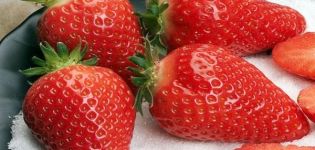 Description of Gariguetta strawberries, planting and care rules