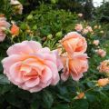 Características y descripción de la variedad, cultivo y cuidado de la rosa Geisha.
