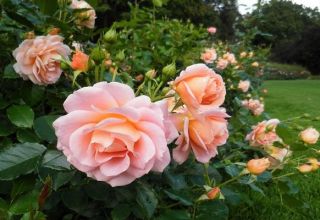 Características y descripción de la variedad, cultivo y cuidado de la rosa Geisha.