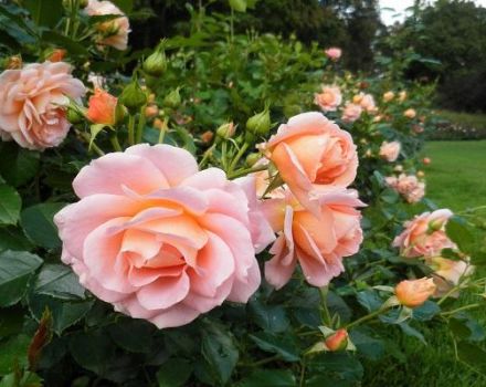 Caratteristiche e descrizione della varietà, coltivazione e cura della rosa Geisha