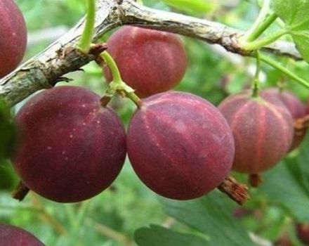 Description of the Harlequin gooseberry variety, planting and care rules