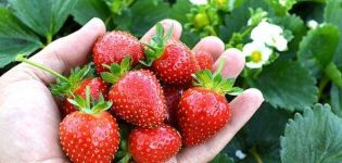Description and characteristics of the strawberry variety Avis Delight, planting and care