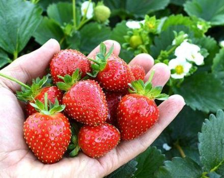 Descrierea și caracteristicile soiului de căpșuni Avis Delight, plantare și îngrijire