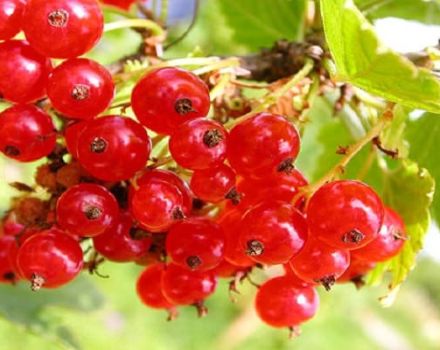Useful properties and harm of red currant for the health of women and men and contraindications