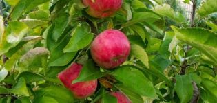 Beschrijving en kenmerken van de zuilvormige appelvariëteit Vasyugan, planten en verzorgen