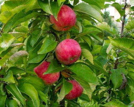 Περιγραφή και χαρακτηριστικά της στήλης ποικιλίας μήλου Vasyugan, φύτευση και φροντίδα