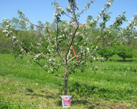 Varför äppelträdet inte får bära frukt efter blomningen och vad man ska göra om det inte finns äggstockar