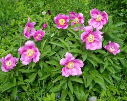 Medicinal properties and contraindications of the evading peony, composition and application