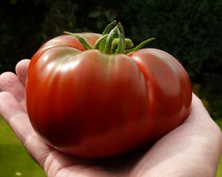 Pomidorų veislės „Monomakh Hat“ charakteristikos ir aprašymas, derlius