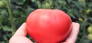 Beschrijving van het tomatenras Bravy General en zijn kenmerken