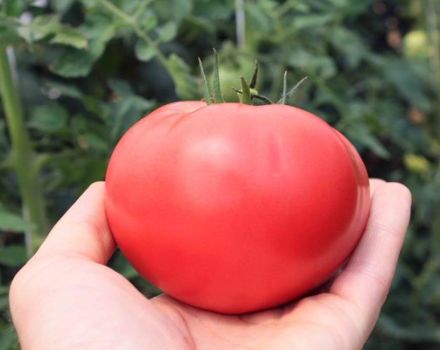 Description of the tomato variety Bravy General and its characteristics