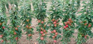 أفضل وأنواع جديدة من أشجار التفاح العمودي لمنطقة موسكو مع وصف