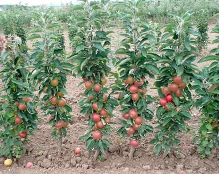 Bir açıklama ile Moskova bölgesi için en iyi ve yeni sütunlu elma ağaçları çeşitleri