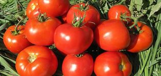 Description of the variety of tomato Lodge and its characteristics