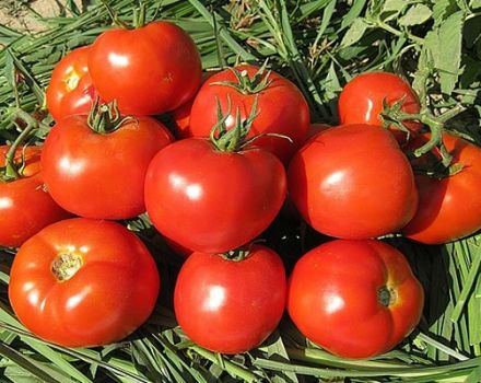 وصف تنوع نزل الطماطم وخصائصه