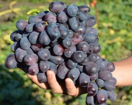 Opis i suptilnosti uzgoja grožđa Lorano