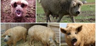 Bir koyun ve domuz melezinin özellikleri, cins özellikleri ve içeriği