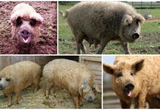 Kenmerken van een hybride van een schaap en een varken, raskenmerken en inhoud
