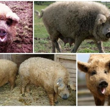 Characteristics of a hybrid of a sheep and a pig, breed features and content