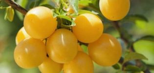 Descrizione e caratteristiche della prugna colonnare della varietà Mirabelle, semina e cura