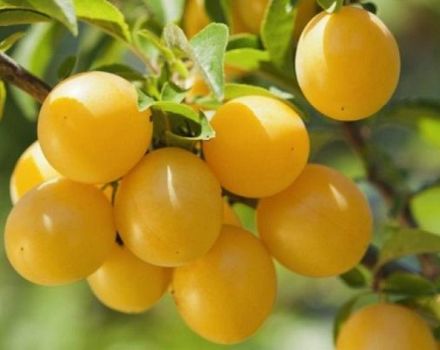 Popis a charakteristika odrůdy Mirabelle sloupcové švestky, výsadba a péče