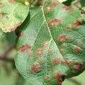 Nguyên nhân và triệu chứng bệnh đốm nâu trên cây táo, cách xử lý bằng thuốc hóa học và dân gian